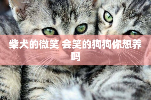 柴犬的微笑 會笑的狗狗你想養嗎