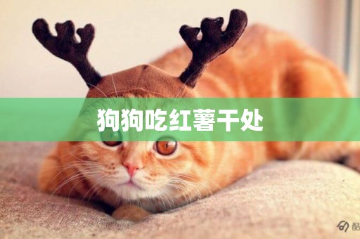 狗狗吃紅薯干處