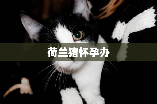 荷蘭豬懷孕辦