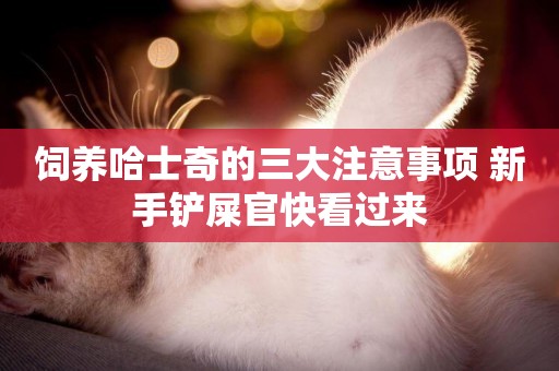 飼養哈士奇的三大注意事項 新手鏟屎官快看過來