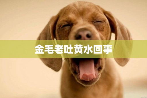 金毛老吐黃水回事