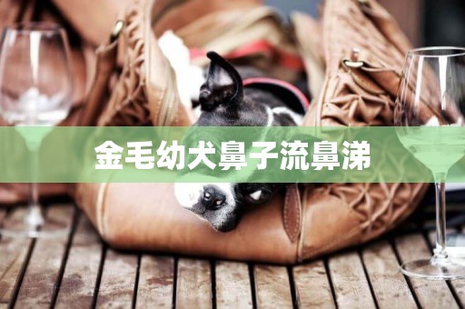 金毛幼犬鼻子流鼻涕