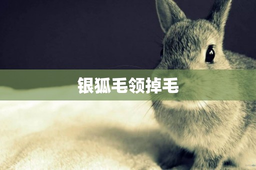 銀狐毛領掉毛