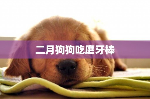 二月狗狗吃磨牙棒