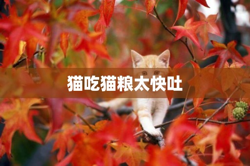 貓吃貓糧太快吐