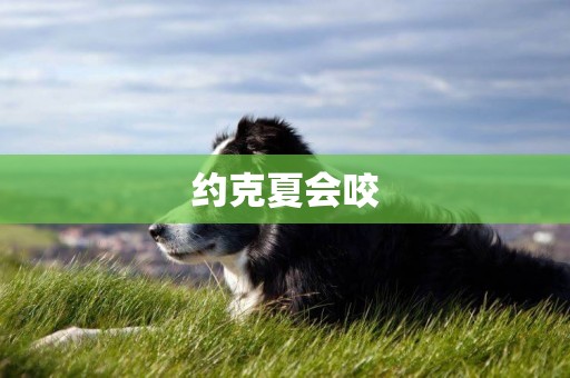 約克夏會咬