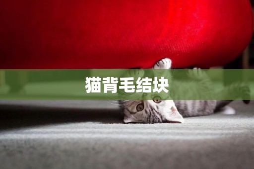 貓背毛結塊