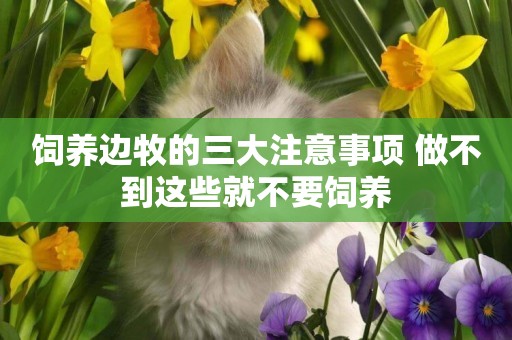 飼養邊牧的三大注意事項 做不到這些就不要飼養