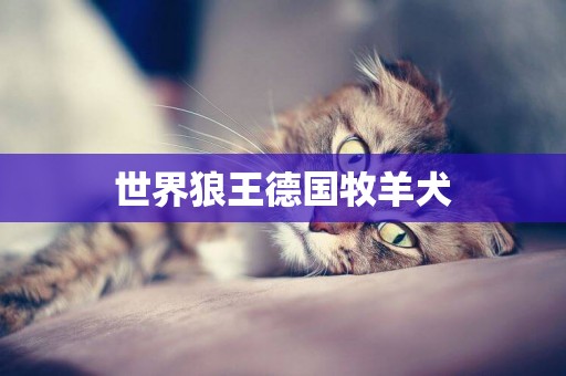 世界狼王德國牧羊犬