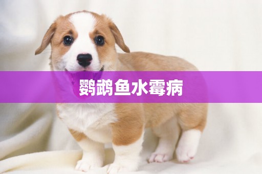 鸚鵡魚水霉病