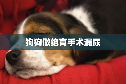 狗狗做絕育手術漏尿