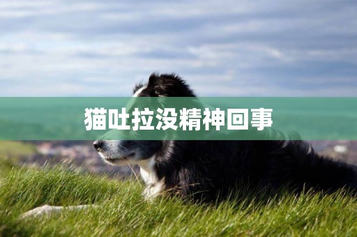 貓吐拉沒精神回事