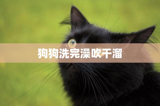 狗狗洗完澡吹干溜