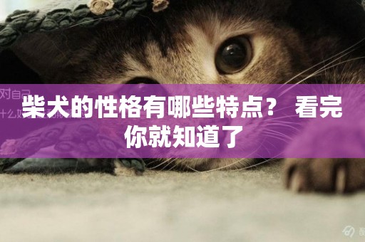 柴犬的性格有哪些特點？ 看完你就知道了