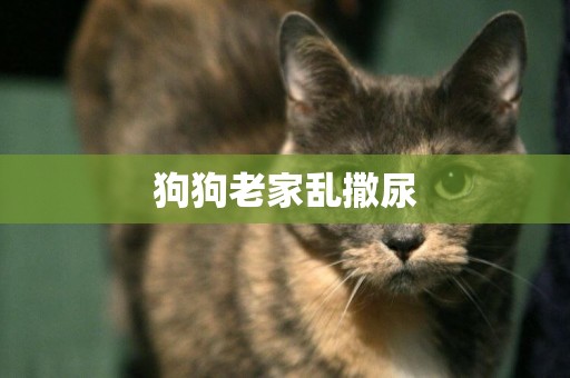 狗狗老家亂撒尿
