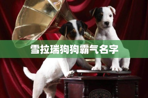 雪拉瑞狗狗霸氣名字