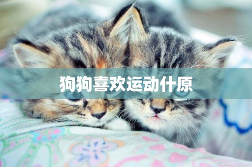 狗狗喜歡運動什原