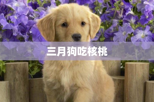 三月狗吃核桃