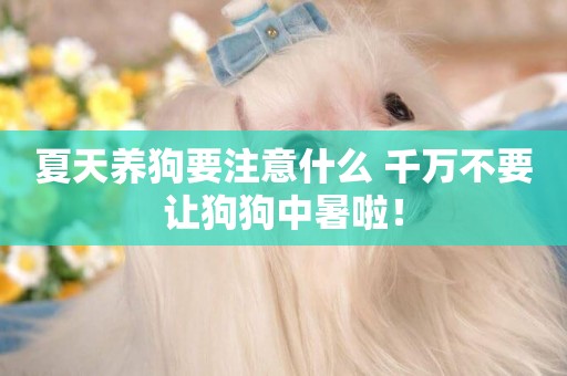 夏天養狗要注意什么 千萬不要讓狗狗中暑啦！