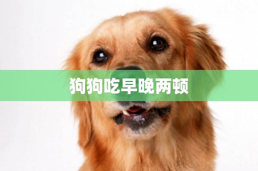 狗狗吃早晚兩頓
