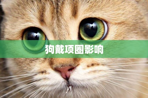 狗戴項圈影響