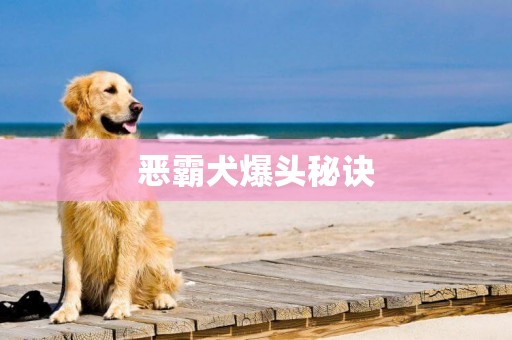 惡霸犬爆頭秘訣