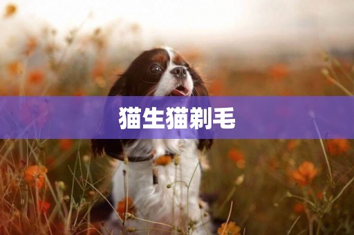 貓生貓剃毛