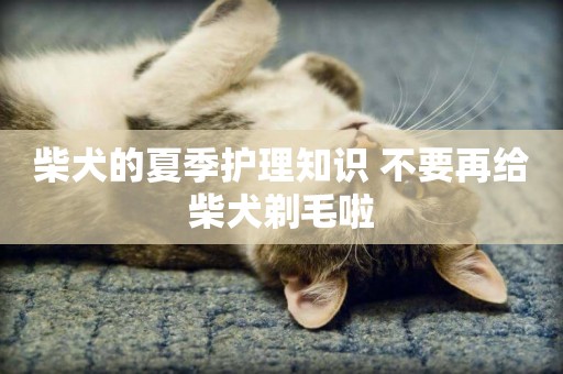 柴犬的夏季護理知識 不要再給柴犬剃毛啦