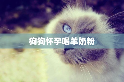 狗狗懷孕喝羊奶粉