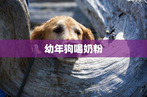 幼年狗喝奶粉