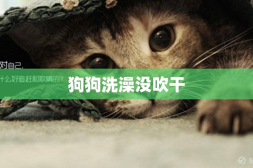 狗狗洗澡沒吹干