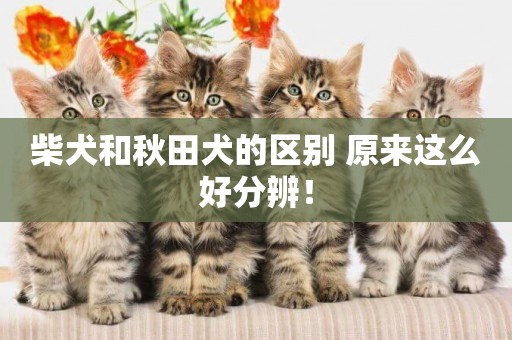 柴犬和秋田犬的區別 原來這么好分辨！