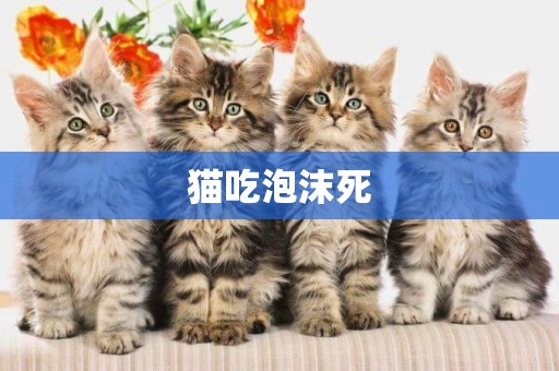 貓吃泡沫死