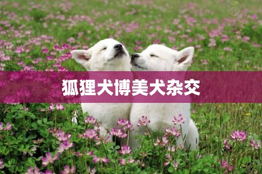 狐貍犬博美犬雜交