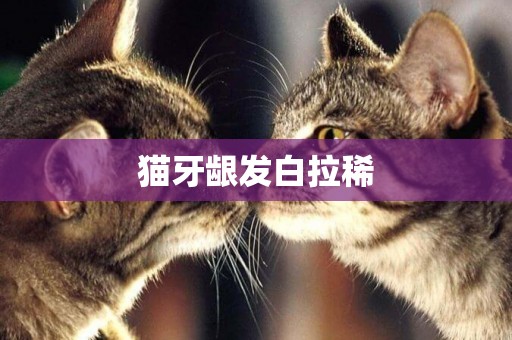 貓牙齦發白拉稀