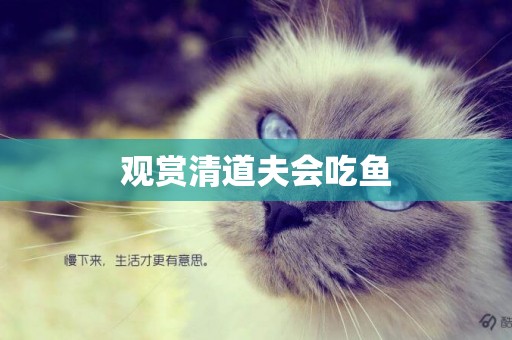 觀賞清道夫會吃魚