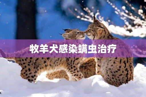 牧羊犬感染螨蟲治療