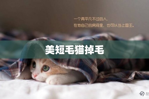 美短毛貓掉毛