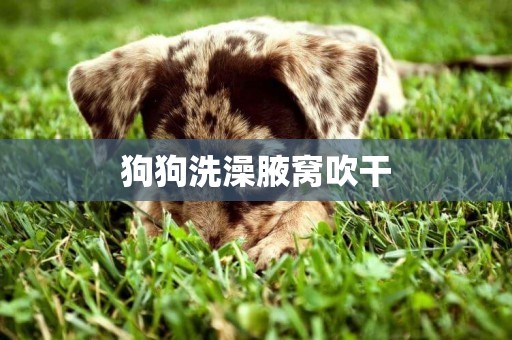 狗狗洗澡腋窩吹干