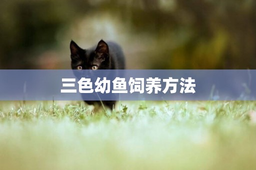 三色幼魚飼養方法