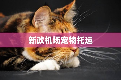 新政機場寵物托運