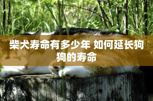 柴犬壽命有多少年 如何延長狗狗的壽命