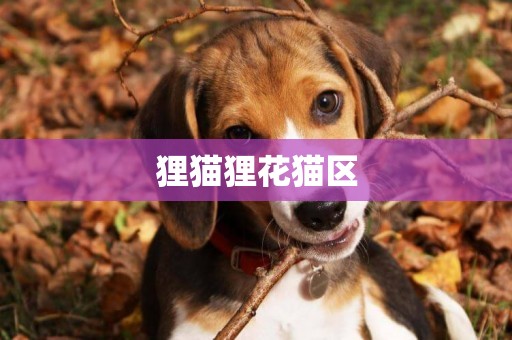 貍貓貍花貓區