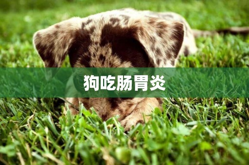 狗吃腸胃炎