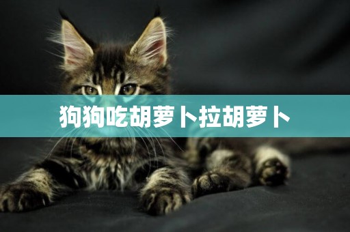 狗狗吃胡蘿卜拉胡蘿卜