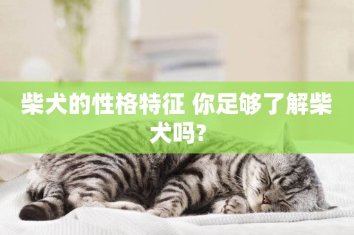 柴犬的性格特征 你足夠了解柴犬嗎?