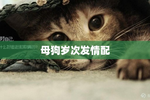 母狗歲次發情配