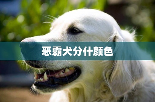 惡霸犬分什顏色