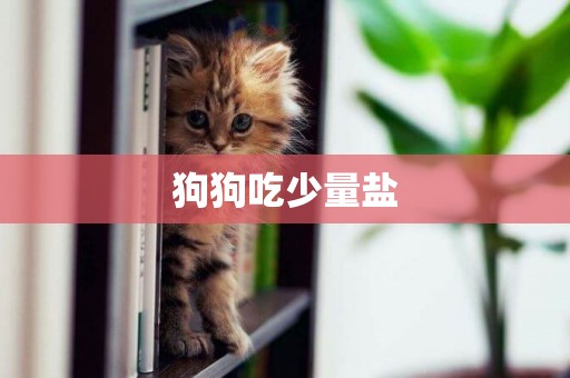狗狗吃少量鹽