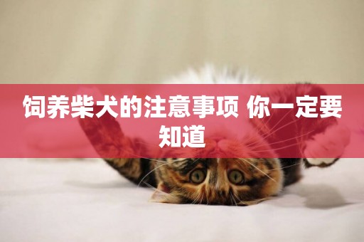 飼養柴犬的注意事項 你一定要知道